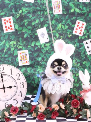 20250402ボスくん